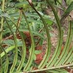 Blechnum orientale Habit