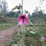 Pavonia urens Flower