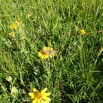 Arnica mollis Leaf