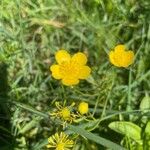 Ranunculus lanuginosus Floro