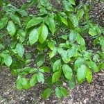 Carpinus caroliniana ഇല