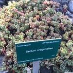 Sedum oregonense Liść