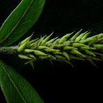 Salix daltoniana Fruct