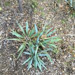 Yucca pallida Hábito