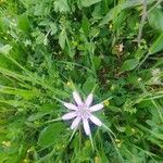 Geropogon hybridus Flower