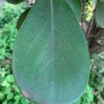 Clusia fluminensis List