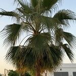 Washingtonia filifera Ліст