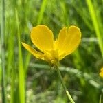 Ranunculus velutinus 花