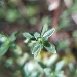 Thymus nitens Leaf