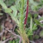 Euphorbia exigua Leaf