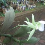 Angraecum eichlerianum Квітка