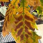 Quercus bicolor Leaf