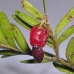 Falcatifolium taxoides Плід