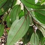 Dichaetanthera africana Leaf