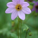 Dahlia merckii Flower