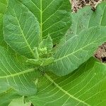 Nicotiana sylvestris Blad