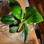 Peperomia maculosa Blad