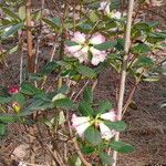 Rhododendron stewartianum Foglia