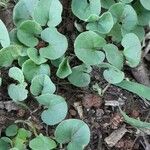 Dichondra microcalyx List