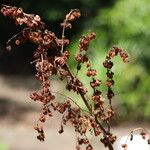 Rumex cristatus Fruit