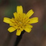 Arnoseris minima 花