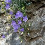 Campanula crassipes