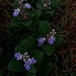 Vitex trifolia Blüte