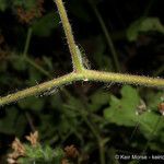 Phacelia ramosissima Kůra