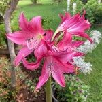 Crinum bulbispermumFiore