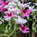 Calanthe vestita