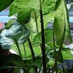 Syngonium podophyllum Leaf