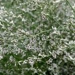 Limonium bellidifolium Blüte