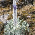 Lupinus alopecuroides Habitus