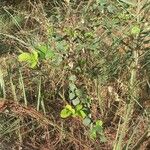 Rubus ellipticus Leaf