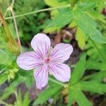 Geranium krameri 花