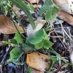 Oxalis violacea Leaf