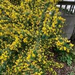 Genista monspessulanaFlor