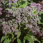 Heliotropium arborescens Агульны выгляд