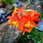 Epidendrum radicansFloare