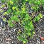 Larix occidentalis Leaf