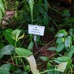 Begonia meridensis Hoja