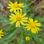 Senecio squalidus Fula