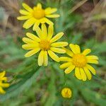 Senecio squalidus Blüte