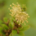 Croton adenophorus Flor