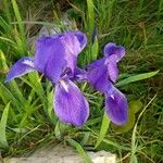 Iris sibiricaപുഷ്പം