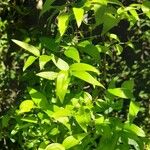 Asparagus asparagoides Blatt