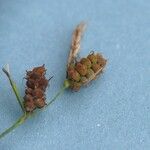 Carex tomentosa Fruit