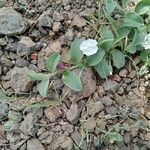 Evolvulus sericeus Çiçek