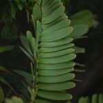 Zamia furfuracea葉