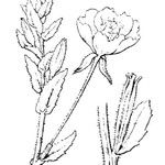 Oenothera longiflora Άλλα